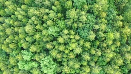 Wall Mural - Aerial top down shot flying over green, lush forest