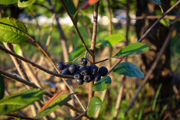 Wall Mural - Black chokeberry (aronia melanocarpa) bush with ripe berries. Branch of black aronia fruits in the garden. Fruit in Bosnia and Herzegovina.