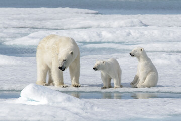 wild polar bear (ursus maritimus) mother and cub on the pack ice