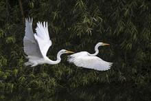 Two Great Egrets Take Off For Flight In Wetland Marsh.
