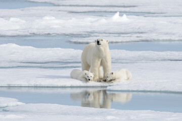 wild polar bear (ursus maritimus) mother and cub on the pack ice