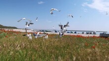 Seagulls Birds In Slow Motion In The Poppy Field On The Beach. Seaside With Old And Colorful Fishing Boats. Birds Flying In Slow Motion On The Seashore Near Old Wooden Fishing Boats. Sea Side Shore.