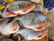 big pirahna look like pacu fish sale in asian fish market