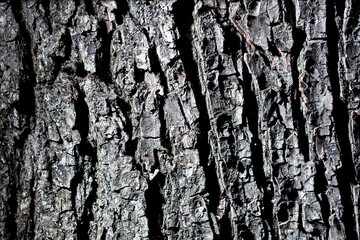 Sticker - Bark on a tree as an abstract