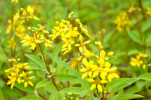 Little Yellow Flower Thryallis Glauca, Galphimia, Gold Shower Medium Shrub Dark Yellow Flowers Inflorescence Background Photo