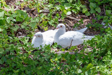 Beautiful White Fantail Pigeons (Columba Livia Domestica) Pigeons Resting In The Grass
