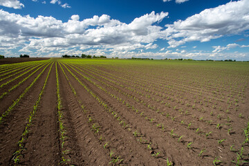 Wall Mural - Corn field in spring time