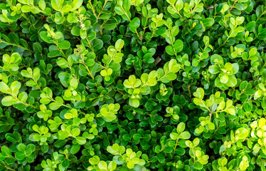 Green bush as natural background. Close up.