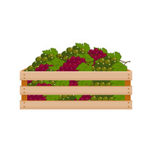 A Bright Summer Illustration Depicting A Wooden Box With Ripe Grapes Of Green And Red Color. The Harvested Harvest Of Juicy Grapes In A Box Made Of Wood. Vector Illustration On A White Background