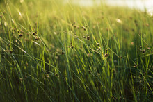 Fresh Green Coastal Grass Sedge With Lush Long Leaves Moving By Wind On The Beach Over Sunset Sky. Summer Background. 