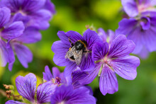Bumblebee Feeding On Purple Geranium Flower In Summer Cottage Garden