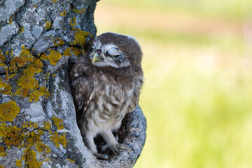 Wall Mural - Little Owl, Athene noctua. Portrait owlet bird in the nature habitat