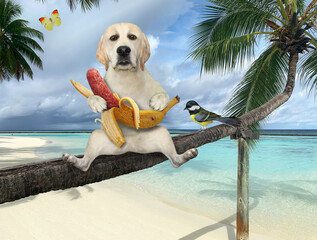 A dog labrador with a banana sausage is sitting on a fallen palm tree in a beach of Maldives over the sea water.