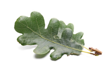 Green oak leaf isolated on white background 