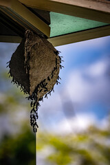 Wasps building a honeycomb in a house window