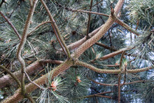 Pine Branches In Close Up - Bark Texture Visible