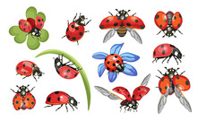 Set Of Ladybugs Or Ladybirds Insects On Green Leaves And Flying. Cute Beetle Isolated On White Background