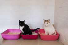 White And Ginger Cat And Black And White Cat Sitting On A Litter Tray In A White Room