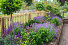 Purple Lavender And Salvia Among Other Plants In An Attractive Border In A Garden Framed By A Picket Fence.