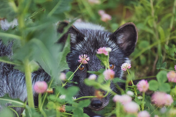 Sticker - Arctic fox in summer, after molting, surrounded by greenery and clover close-up