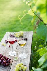 White and red wine glasses and grape on the wooden table in the vineyards, winery with green grass background. Wine tasting, Degustation. Vertical card. Selective focus, Copy space.