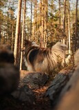 Fototapeta Most - shetland sheepdog, picture of my lovely dog, shetland sheepdog in forest between rocks, golden hour time and perfect colors.
furry dog and she blends in with surrounding so well