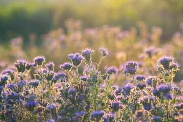 Wall Mural - Colorful wildflowers in backlit evening sunlight. The nature of floral botany