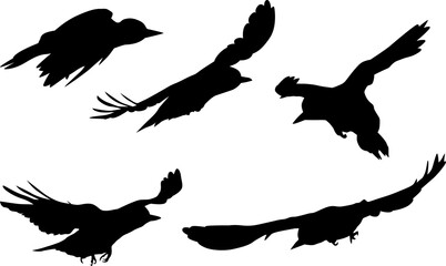 Wall Mural - five woodpecker silhouettes isolated on white