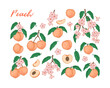 Set of colorful peach fruit, leaves, branches and flowers isolated on white background. Vector illustration in sketch style. Design element for package, label, poster, print, menu