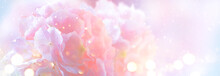 Hydrangea Pink Flower Closeup. Beautiful Soft Colors Hortensia Art Design. Beauty Pink Colour Hydrangea Flower Close Up. Watercolor Nature Floral Backdrop. Easter, Birthday, Nature Border Art Design.