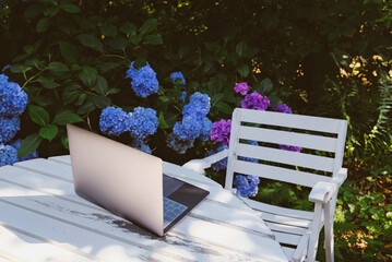 Laptop computer on white wooden table in the garden with blooming hydrangea flowers. Remote work and home office concept. Working remotely from home. Freelance