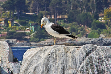 Poster - The bird on rocks in Zapallar village, Chile