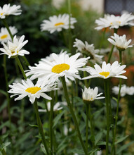 Leucanthemum Maximum | Max Chrysanthemum Or Shasta Daisies, Larger Than Oxeye Daisy, White Ray Petals Around A Yellow Disc And Dark Green Serrated Leaves Along A High Stem 