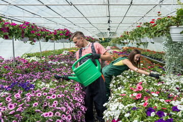 Two young farmers work in a greenhouse connect and water the plants