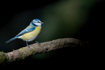 Wall Mural - Ray of sun on Blue tit at morning (Cyanistes caeruleus)