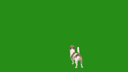 Sticker - playful dog jumping on green screen