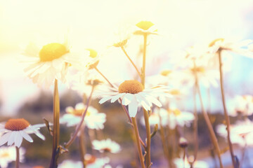 Wall Mural - Vintage wild chamomile flowers. Blossoming wildflowers. Beautiful nature background. Matricaria chamomilla. Summertime