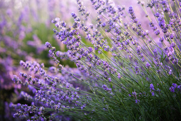 Beautiful lavender field at sunrise. Purple flower background. Blossom violet aromatic plants.