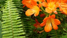 Natal Bush Kafir Lily Flower, California, USA. Clivia Miniata Orange Flamboyant Exotic Fiery Vibrant Botanical Bloom. Tropical Jungle Rainforest Atmosphere. Natural Garden Vivid Fresh Juicy Greenery.