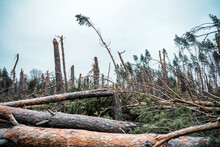 Tornado Storm Damage. Fallen Pine Trees In Forest After Storm. Uprooted Trees Fallen Down In Woodland Due To Wind Storms