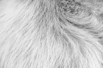 Animal fur texture white grey background