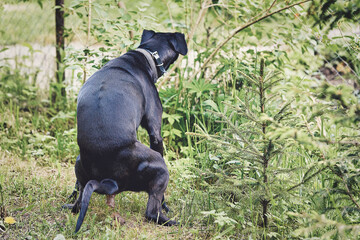 A big black dog poops in the park sitting over the grass and spreading its paws