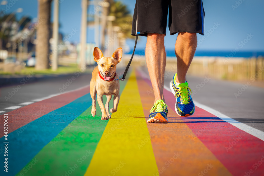 gay pride dog rainbow street with owner walking - obrazy, fototapety, plakaty 