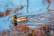 Beautiful male Mallard duck swimming in a pond reflecting Autumn colors