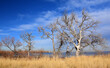 Striking view of cottonwood trees and grasses against a blue sky on a  sunny winter day at barr lake state park east of denver, colorado