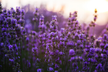 Wall Mural - Beautiful lavender field at sunrise. Purple flower background. Blossom violet aromatic plants.