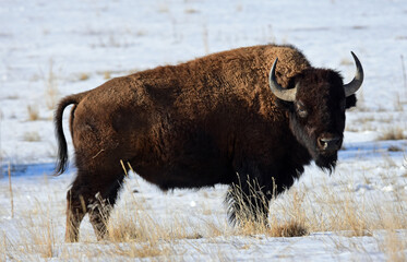american bison grazing in the snow in winter along the wildlife drive in the rocky mountain arsenal 