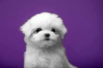 Beautiful and cute maltese puppies on a purple background