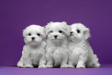 Beautiful and cute maltese puppies on a purple background