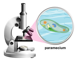 Poster - Microscope with anatomy structure of Paramecium on white background